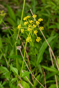 Zizia aptera (heart-leaved golden alexander, meadow zizia, heart-leaved golden alexanders)