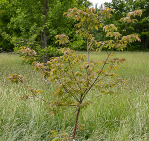 Acer griseum (paperbark maple)