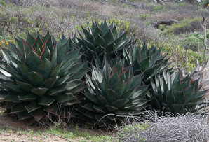 Agave shawii (Shaw’s agave, coastal agave)