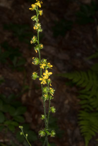 Agrimonia gryposepala (common agrimony, tall hairy agrimony, hooked agrimony, tall hairy grooveburr)