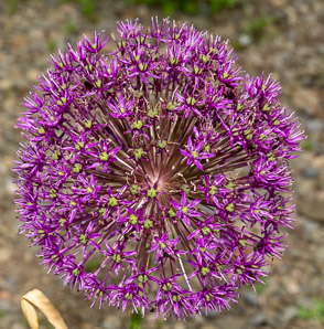 Allium giganteum (ornamental onion)
