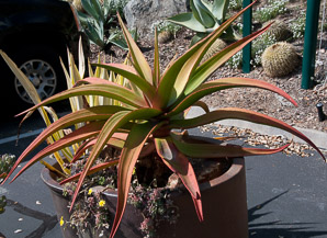 Aloe L. (aloe)