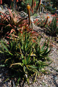 Aloe L. (aloe)