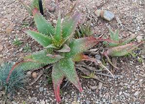 Aloe mubendiensis (Mubende aloe)