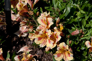 Alstroemeria ‘Staprisara’ (Princess Sara Peruvian lily)