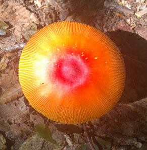 Amanita caesarea (American Caesar’s mushroom)
