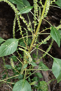 Amaranthus palmeri (carelessweed, Palmer’s pigweed, dioecious amaranth, Palmer’s amaranth)