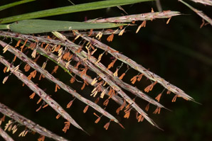 Andropogon gerardii (big bluestem)