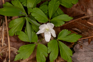 Anemone quinquefolia (wood anemone)