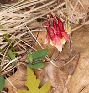 Aquilegia canadensis (red columbine, American columbine, Eastern columbine, Canada columbine, meetinghouses, rock bells, honeysuckle, rock lily, cluckies, jack-in-trousers, wild honeysuckle, granny’s bonnets, dancing fairies, wild columbine)