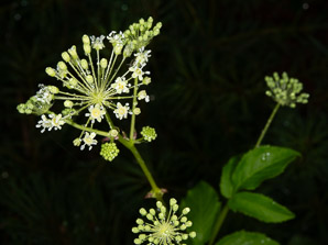 Aralia hispida (bristly sarsaparilla)
