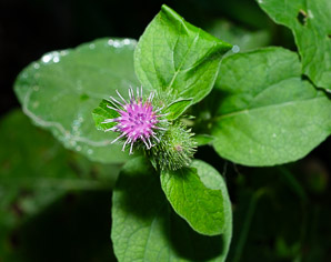 Arctium minus (burdock, common burdock, lesser burdock)