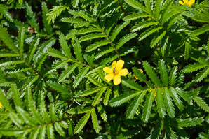 Argentina egedii (silverweed, Eged’s silverweed, Pacific silverweed)