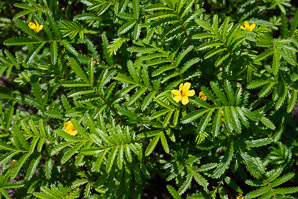 Argentina egedii (silverweed, Eged’s silverweed, Pacific silverweed)