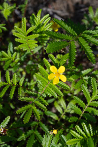 Argentina egedii (silverweed, Eged’s silverweed, Pacific silverweed)