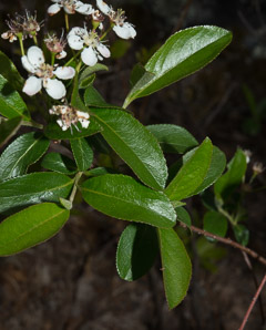 Aronia melanocarpa (black chokeberry)