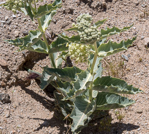 Asclepias erosa (desert milkweed)