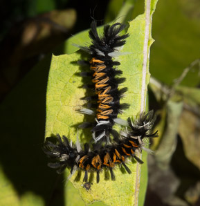 Asclepias syriaca (common milkweed, milkweed)