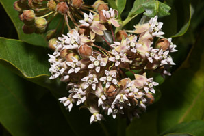 Asclepias syriaca (common milkweed, milkweed)