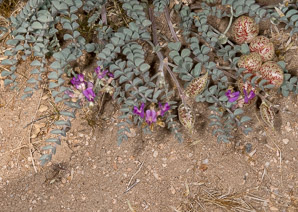 Astragalus whitneyi (balloon-pod milk-vetch, balloon milk-vetch, Whitney’s locoweed, balloonpod milkvetch)