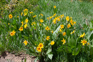 Balsamorhiza sagittata (arrowleaf balsamroot)
