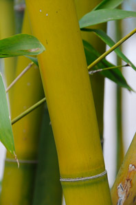 Bambusoideae (bamboo)