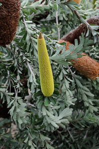 Banksia praemorsa (cut-leaf banksia)