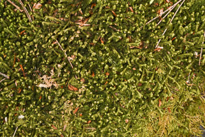 Bazzania trilobata (leafy liverwort, greater whipwort, millipede plant)