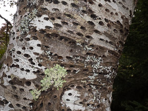 Betula L. (birch)