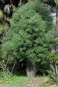 Brachychiton rupestris (Queensland bottle tree)
