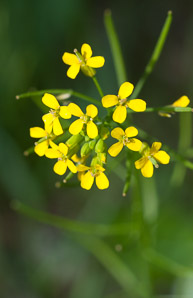 Brassica rapa (field mustard)