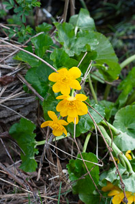 Caltha palustris (marsh marigold, kingcup, yellow marsh marigold)