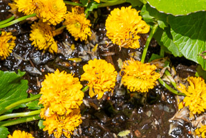 Caltha palustris (marsh marigold, kingcup, yellow marsh marigold)