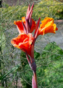 Canna ‘Striata’ (canna, Indian shot plant)