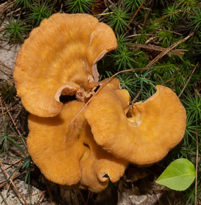 Cantharellus cibarius (chanterelle, golden chanterelle)