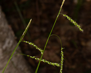 Carex gracillima (graceful sedge)
