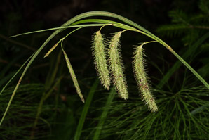 Carex gynandra (nodding sedge)