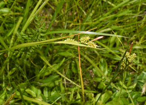 Carex pallescens (pale sedge)