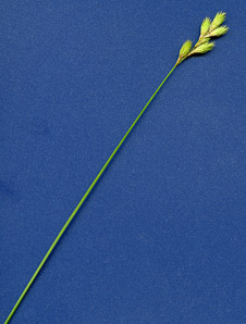 Carex scoparia (pointed broom sedge, broom sedge)
