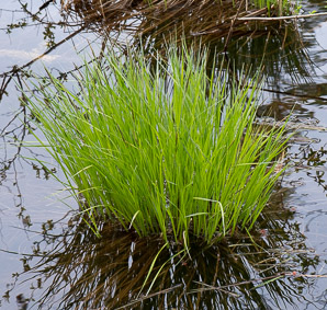 Carex stricta (tussock sedge, upright sedge)