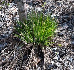 Carex stricta (tussock sedge, upright sedge)