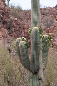 Carnegiea gigantea (saguaro, giant saguaro)