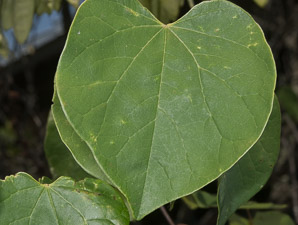 Cercis canadensis (Eastern redbud)
