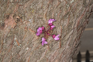 Cercis canadensis (Eastern redbud)