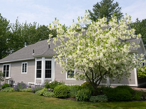 Chionanthus retusus (Chinese fringe tree)