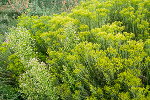 Chrysothamnus viscidiflorus (yellow rabbitbrush, green rabbitbrush)