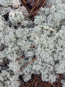 Cladina stellaris (star-tipped reindeer lichen, star-tipped cup lichen, star reindeer lichen)