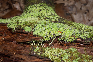 Cladonia coniocraea (common powderhorn, powderhorn cup lichen, cup lichen)