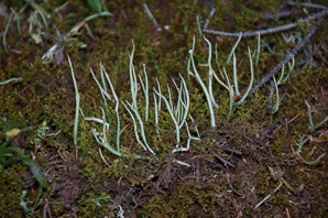Cladonia rei (wand lichen, cup lichen, sordid powderhorn)