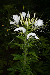 Cleome hassleriana (spider flower, spider plant, pink queen)